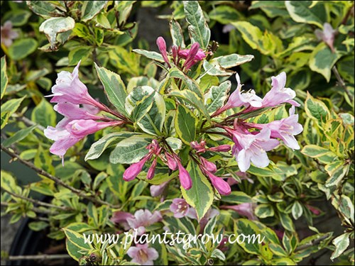 Rainbow Sensation has the typical Weigela flowers but has the added interest of the foliage variegation.
